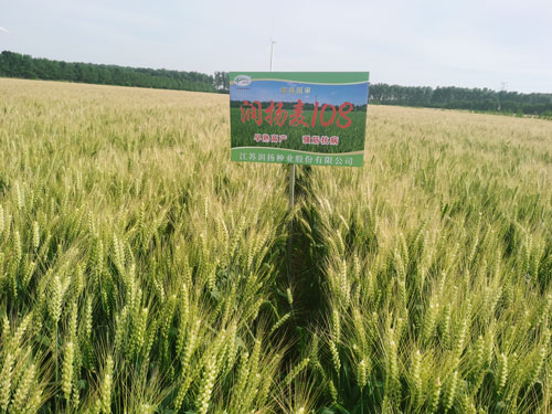 潤(rùn)揚(yáng)麥108
